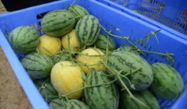 各种网红爆料吃瓜群,吃瓜群里的娱乐圈风云录