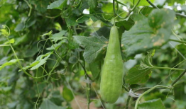 溧阳网红吃瓜事件,一场网络舆论的风暴与反思