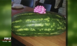 黑网吃瓜网,网络世界的暗流涌动